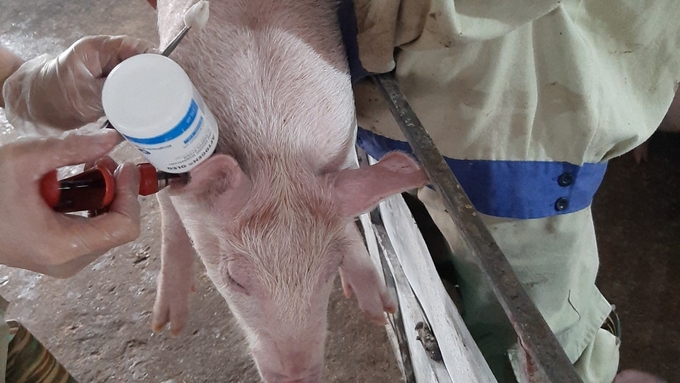 Công ty Japfa Confeed Việt Nam tiêm vacxin phòng bệnh lở mồm long móng cho lợn thịt. Ảnh: Phương Thảo.