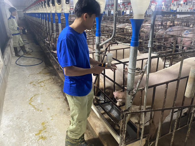 Công ty Japfa Comfeed Việt Nam tiêm vacxin phòng bệnh lở mồm long móng cho lợn nái. Ảnh: Phương Thảo.