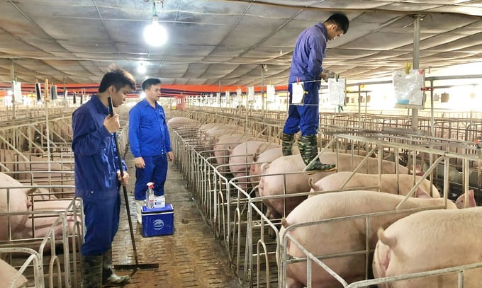 Tập đoàn Dabaco Việt Nam lựa chọn sử dụng vacxin Aftogen Oleo type O tiêm phòng cho toàn bộ đàn lợn của doanh nghiệp. Ảnh: Phương Thảo.
