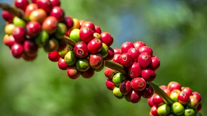 Update on the latest domestic and world coffee prices on 10/29/2023