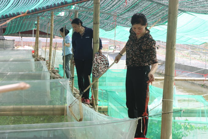 Mô hình nuôi ếch kết hợp nuôi cá tại xã Tam Đa, huyện Vĩnh Bảo. Ảnh: Đinh Mười.
