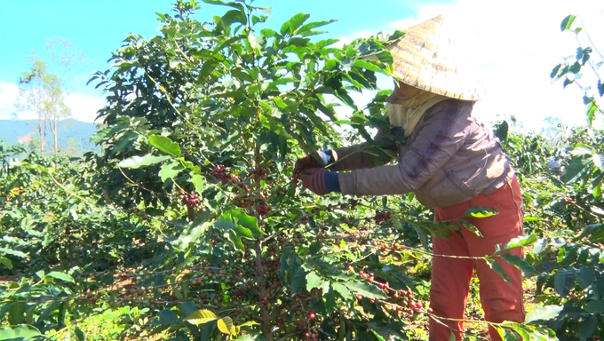 Năm nay, năng suất cà phê ở Hướng Hóa ước cao hơn 2 tạ/ha so với năm 2022. Ảnh: Việt Toàn.