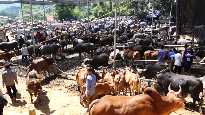 Due to overload, hygiene and disease prevention at Nghien Loan market are difficult. Photo: Ngoc Tu.