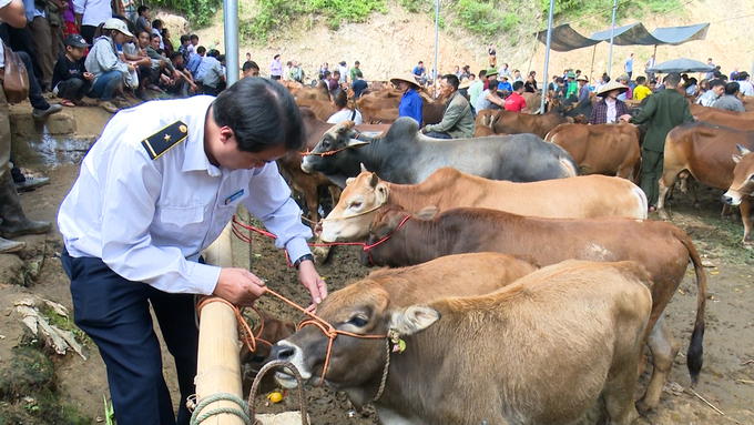 Kiểm tra lâm sàng gia súc tại chợ Nghiên Loan. Ảnh: Ngọc Tú. 
