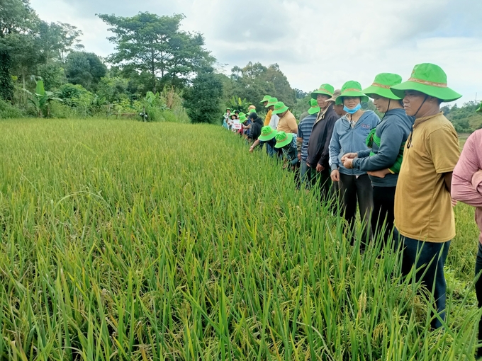 Bà con nông dân xã Ia Dêr (huyện Ia Grai) tham quan mô hình thử nghiệm giống lúa TBR39. Ảnh: Đăng Lâm.