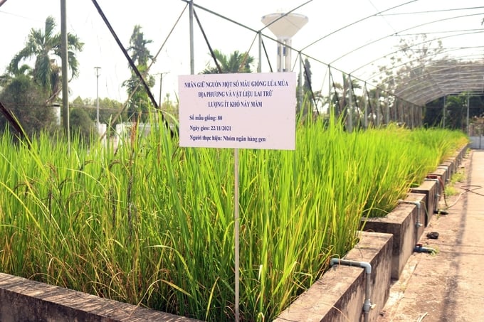 Định kỳ hàng năm các giống lúa trong ngân hàng gen của Viện Lúa ĐBSCL sẽ được trẻ hóa với số lượng nhất định để giữ được đặc tính ban đầu. Ảnh: Kim Anh.