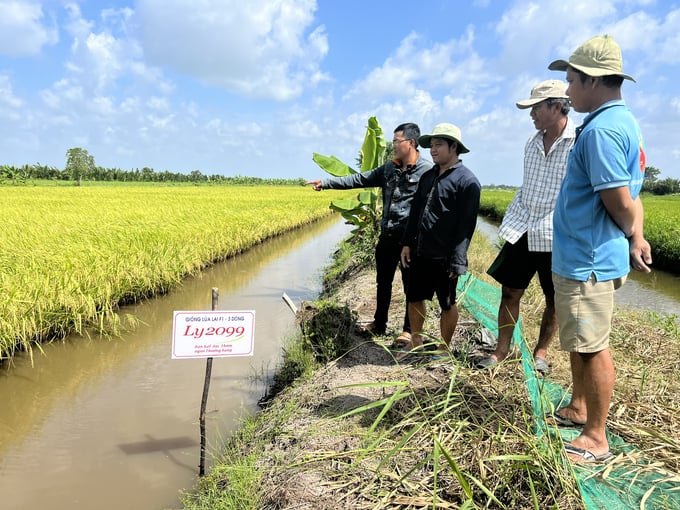 The shrimp - rice model in Phuoc Long district, Bac Lieu province. Photo: Trong Linh.