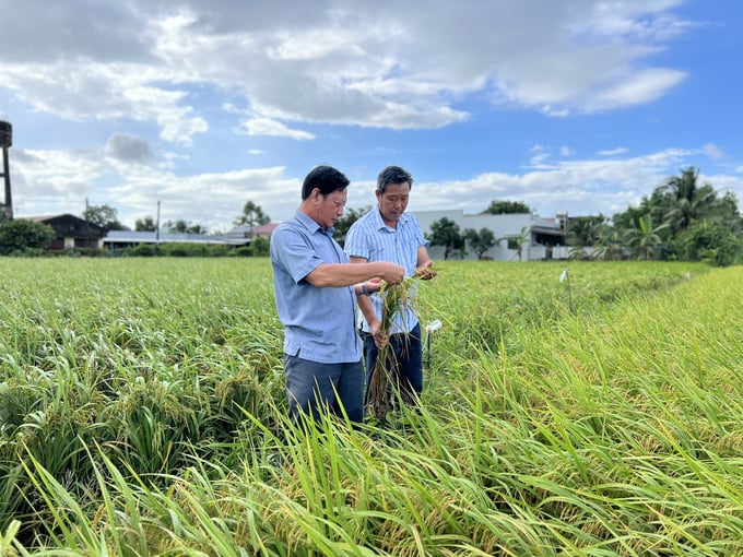 Bac Lieu's organic rice production models have helped farmers reduce costs, increase profits, and improve the ecological environment. Photo: Trong Linh.