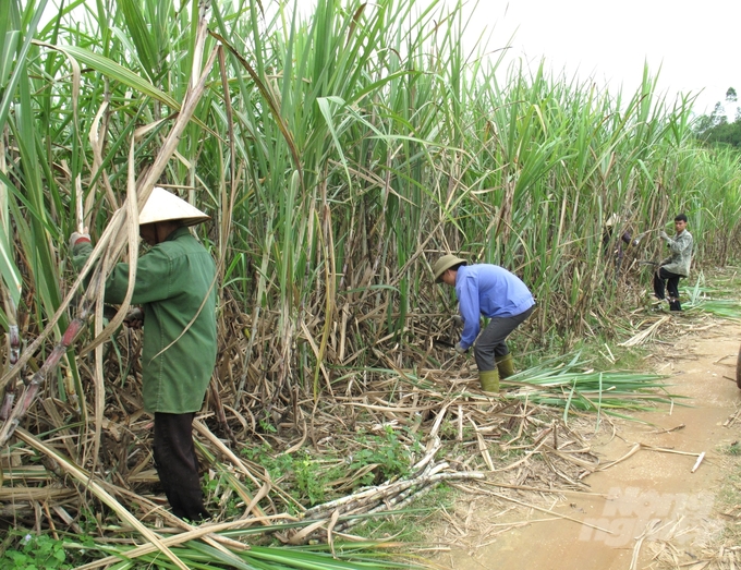 Giá mía tăng 1,3 triệu đồng/tấn mở ra hi vọng khôi phục vùng mía nguyên liệu ở Tuyên Quang. Ảnh: Đào Thanh.