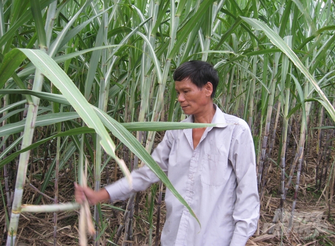 Do giá mía nguyên liệu tăng, nông dân nhiều địa phương ở Tuyên Quang đã quay trở lại trồng mía. Ảnh: Đào Thanh.