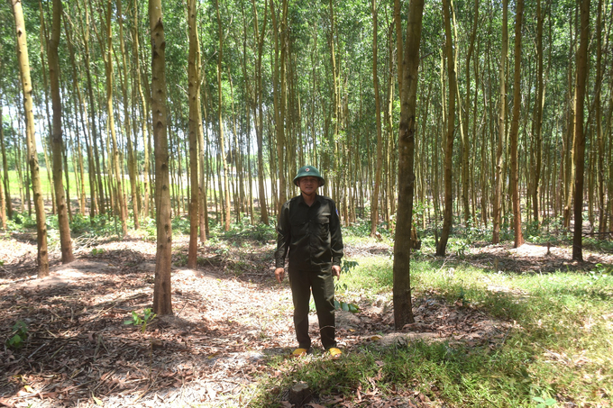 Large timber forest of Song Kon Forestry Co., Ltd (Binh Dinh) planted in Tay Son district. Photo: V.D.T.