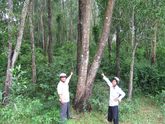 In recent years, businesses operating in the forestry industry and forest planting households in Binh Dinh have strongly shifted to planting large timber forests. Photo: V.D.T.