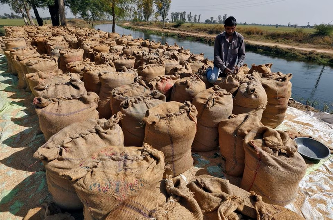 Một nông dân đang đóng gói bao tải thóc ở ngoại ô thành phố Ahmedabad, miền tây Ấn Độ. Ảnh: Reuters.