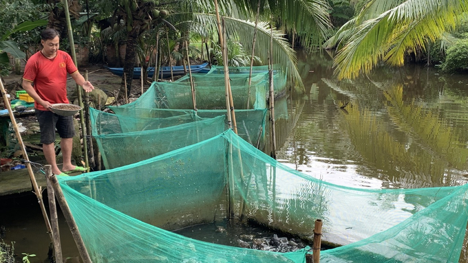 According to Mr. Noi, on average, a frog requires approximately 2 kilograms of feed from the rearing stage to the point of sale. Photo: Ho Thao.