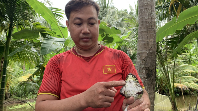 According to Mr. Noi, on average, a frog requires approximately 2 kilograms of feed from the rearing stage to the point of sale. Photo: Ho Thao.