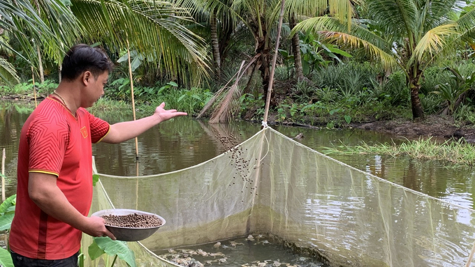 Mr. Noi raises frogs that weigh between 300 to 500 grams at two months old. Photo: Ho Thao.