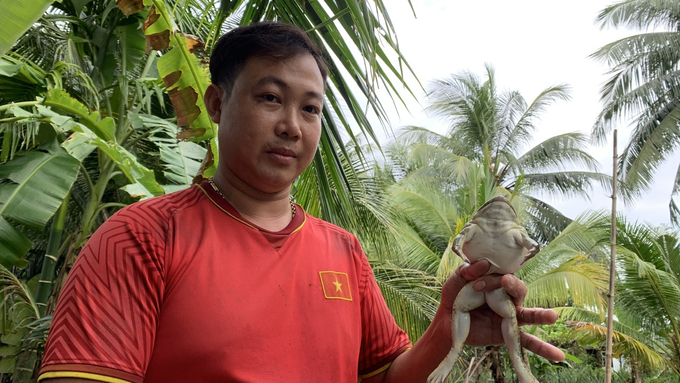 Mr. Noi raises frogs that weigh between 300 to 500 grams at two months old. Photo: Ho Thao.