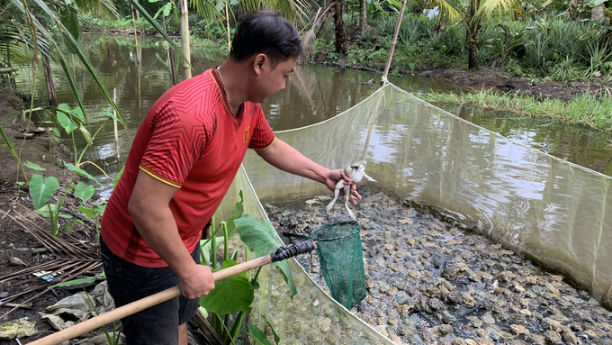 Frogs are voracious eaters; Namely, they might attack one another if they are hungry near the harvesting phase. It is necessary to separate them and prevent any impact on other individuals. Photo: Ho Thao.