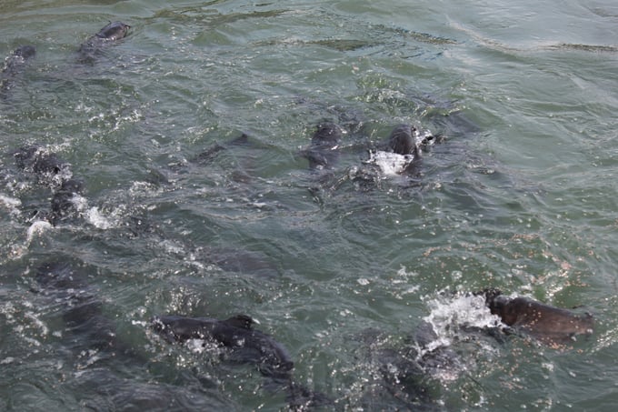 The Hemibagrus fish species is quite commonly farmed in cage fish farming facilities on Thac Ba Lake. Photo: Thanh Tien.