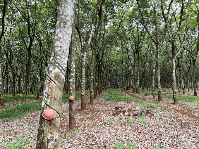 275 nghìn ha cao su của VRG đã được xây dựng Phương án Quản lý rừng bền vững. Ảnh: Thanh Sơn.