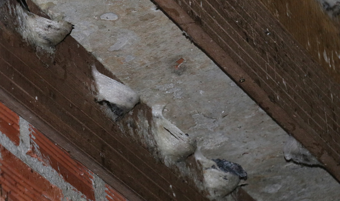 Because there are no specific standards, bird's nest farming in Dak Lak still faces many difficulties. Photo: Quang Yen.