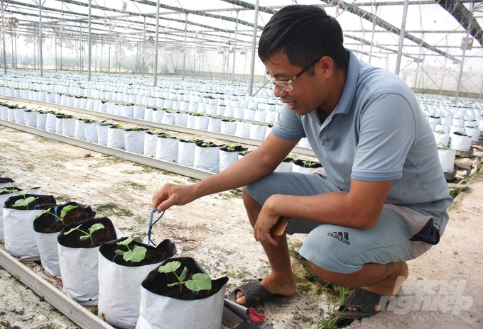 High-tech agricultural production has many advantages and potential risks due to significant investment costs and cultivation techniques... Photo: Trung Quan.