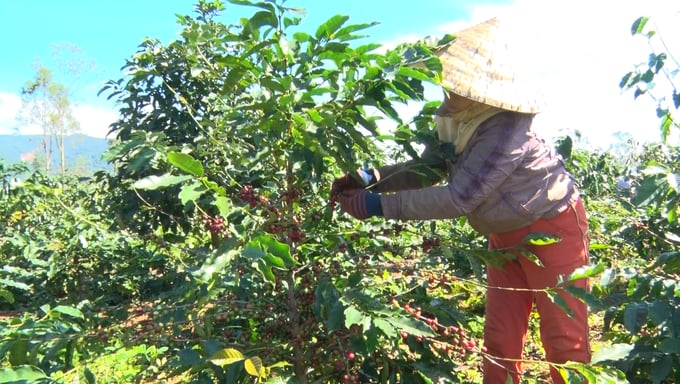 This year, coffee productivity in Huong Hoa is estimated to be 2 tons/ha higher than in 2022. Photo: Viet Toan.