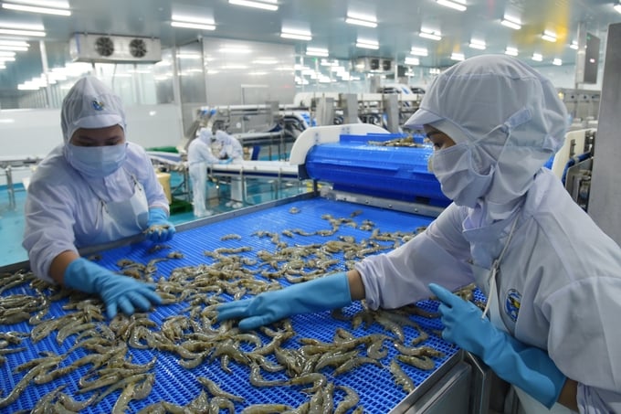 Vietnam has set a target to achieve a shrimp export turnover of 12 billion USD by 2030. Photo: Hong Tham.