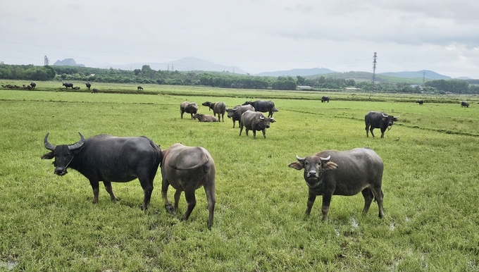 Phát triển đàn gia súc ở huyện Lệ Thủy, tăng thu nhập cho người dân, góp phần giảm nghèo bền vững. Ảnh: Tâm Đức.