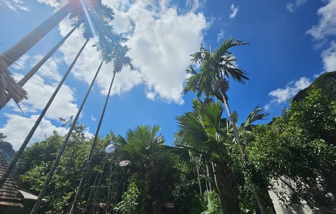 Areca trees next to the mountains in Tan Hoa. Photo: Tam Duc.