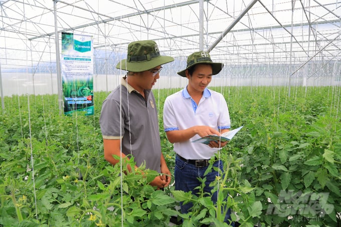 Anh Trần Văn Ngữ (trái) - hộ dân trồng cà chua đã triển khai thí điểm sử dụng giải pháp sinh học SERENADE® SC và đạt kết quả tốt. Ảnh: Thanh Bình.