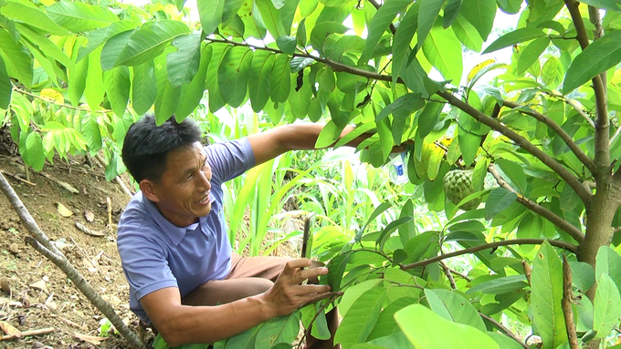 Trồng na đòi hỏi kỹ thuật chăm sóc cao hơn so với trồng sắn, ngô như trước đây nên cán bộ khuyến nông luôn theo dõi và hướng dẫn tận tình cho người dân. Ảnh: Thanh Tiến.