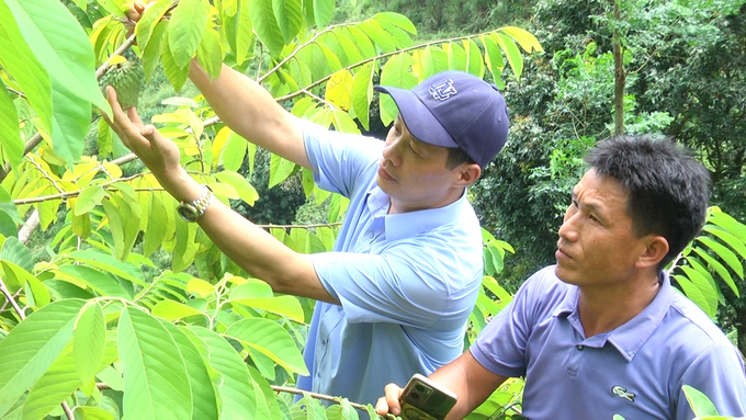 Ngành nông nghiệp Yên Bái sẽ tiếp tục hỗ trợ bà con kỹ thuật trồng na để cho hiệu quả tốt nhất. Ảnh: Thanh Tiến.