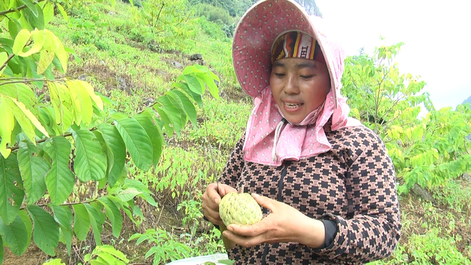 Mặc dù mới cho quả bói nhưng quả na rất to, mã đẹp, thơm, ngọt. Ảnh: Thanh Tiến.