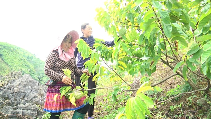 Diện tích na trồng trên đất dốc của gia đình chị Xinh phát triển tốt, vụ này đã cho thu hoạch quả bói. Ảnh: Thanh Tiến.