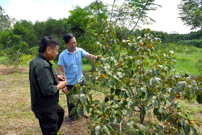 Hiện nay nông dân ở huyện Thanh Chương đang mở rộng diện tích trồng hồng không hạt. Ảnh: Thanh Phúc.