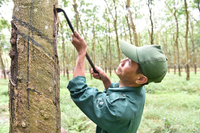 Tay Ninh Rubber workers extracting rubber latex. Photo: Tran Phi.