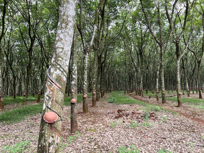 VRG's 275 thousand ha of rubber have had a Sustainable Forest Management Plan built. Photo: Thanh Son