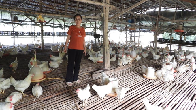 Thanks to herbal techniques, chickens are healthy and rarely susceptible to digestive diseases. The meat is nutritious, firm, sweet, fragrant, and low in fat. Photo: Tran Trung.