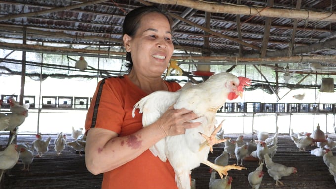 The demand for herbal chickens is high, so herbal chicken farmers do not have to worry about the lack of consumption. Photo: Tran Trung.