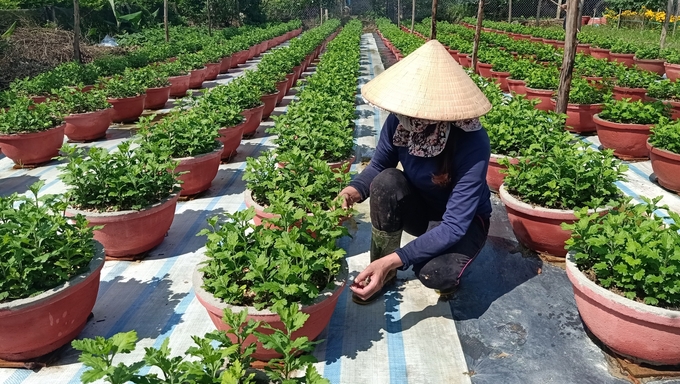 Hoa cúc là giống chủ lực được người dân xã Lưu Vĩnh Sơn trồng để phục vụ thị trường Tết. Ảnh: Ánh Nguyệt.