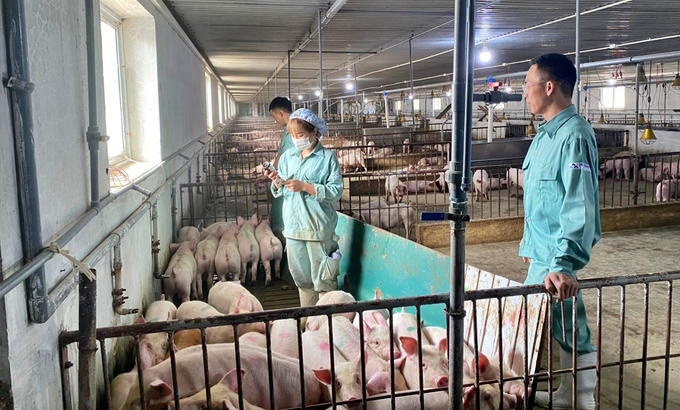 Hòa Phát đặc biệt coi trọng công tác kiểm soát an toàn sinh học và tiêm vacxin trong chăn nuôi lợn để phòng, chống dịch bệnh lở mồm long móng. Ảnh: Phương Thảo.