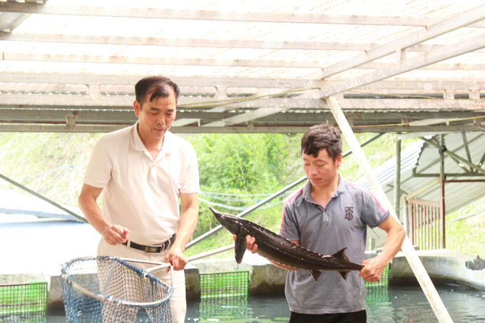 Ông Nguyễn Quang Huy (bên trái) - Chủ cơ sở nuôi cá nước lạnh ở lưng đèo Khau Phạ. Ảnh: Thanh Tiến.