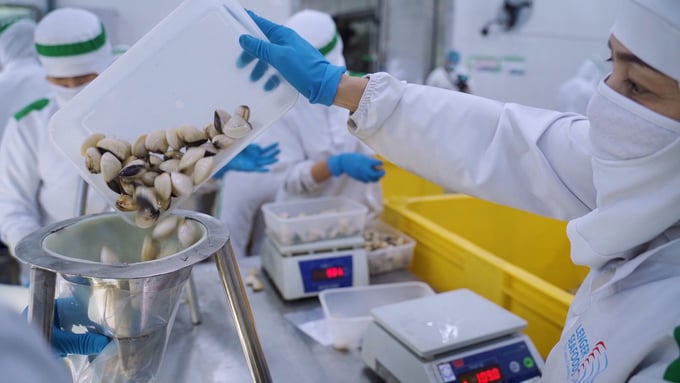 Export turnover of two-shell mollusks from Vietnam in the first nine months of 2023 reached 98 million USD, marking a decrease of 11% compared to the same period in 2022. Accordingly, export turnover of Vietnamese clam reached 62 million USD. Photo: Quang Dung.