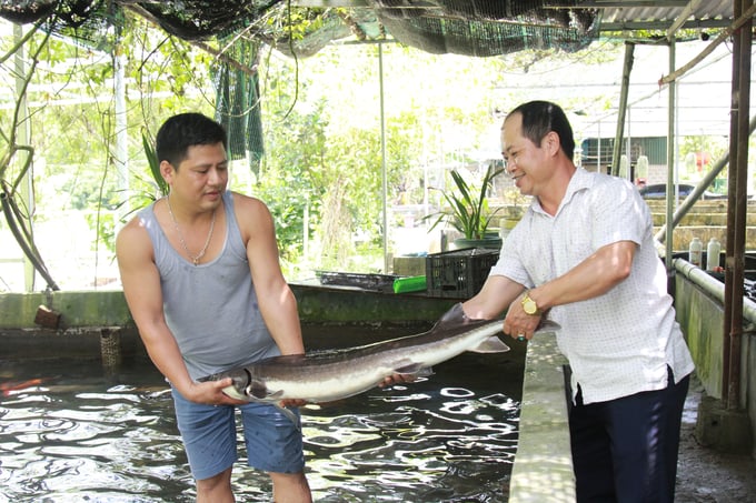 Mr. Hoang Ngoc Dai - Deputy Director of Yen Bai Provincial Fisheries Branch - visited the sturgeon farming facility in Viet Hong commune, Tran Yen district. Photo: Thanh Tien.