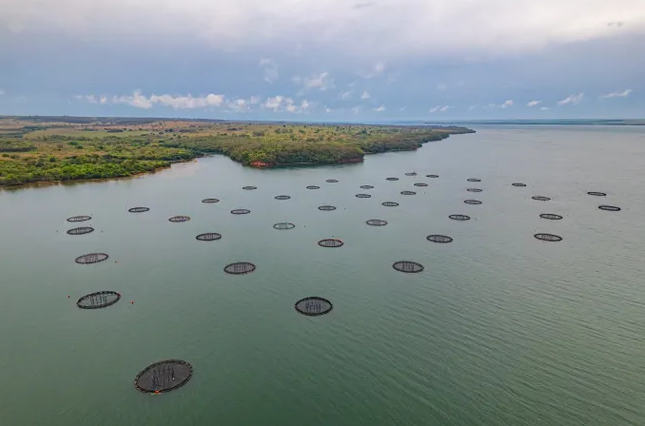 One of Ocean 14's first aquaculture investments was in the Brazilian tilapia producing company Tilabras.