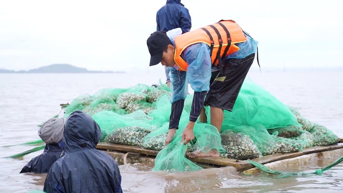 Vietnam's clam farming industry is encountering various difficulties such as declining resources, unstable seed quality, environmental pollution impacts, and climate change effects. Photo: Quang Dung.