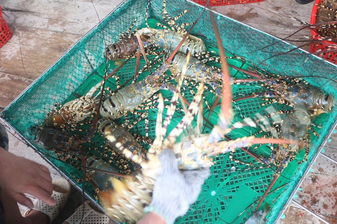 The shrimp industry in our country has grown rapidly in terms of cage size, volume, and output. Photo: TL.