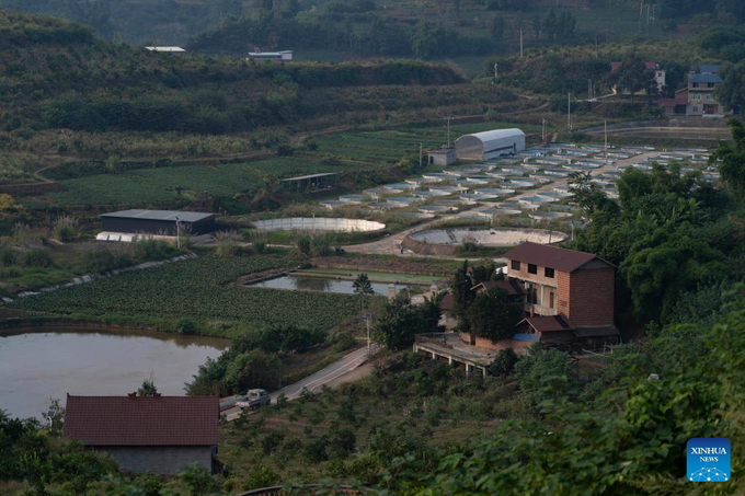 Khu canh tác kết hợp 'trồng cam - nuôi cá' ở thị trấn Âm Sơn, huyện Tư Trung, tỉnh Tứ Xuyên, Trung Quốc, hôm 17/10. Ảnh: Xinhua.