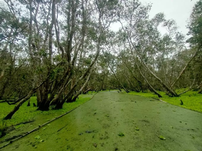 U Minh Ha National Park is one of the attractive ecotourism destinations for tourists. Photo: Trong Linh.